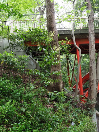 Japanese cassia (Cinnamomum sieboldii)