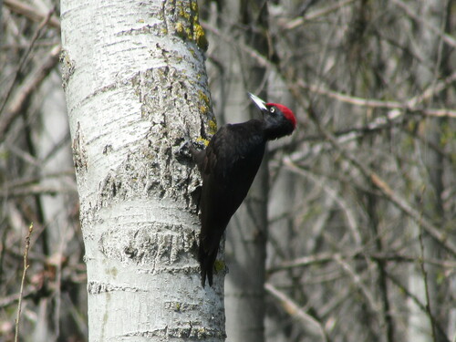 Picamaderos negro (Dryocopus martius)