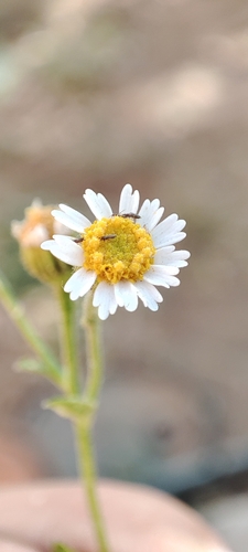 Image of Galinsogeopsis spilanthoides by no rights reserved