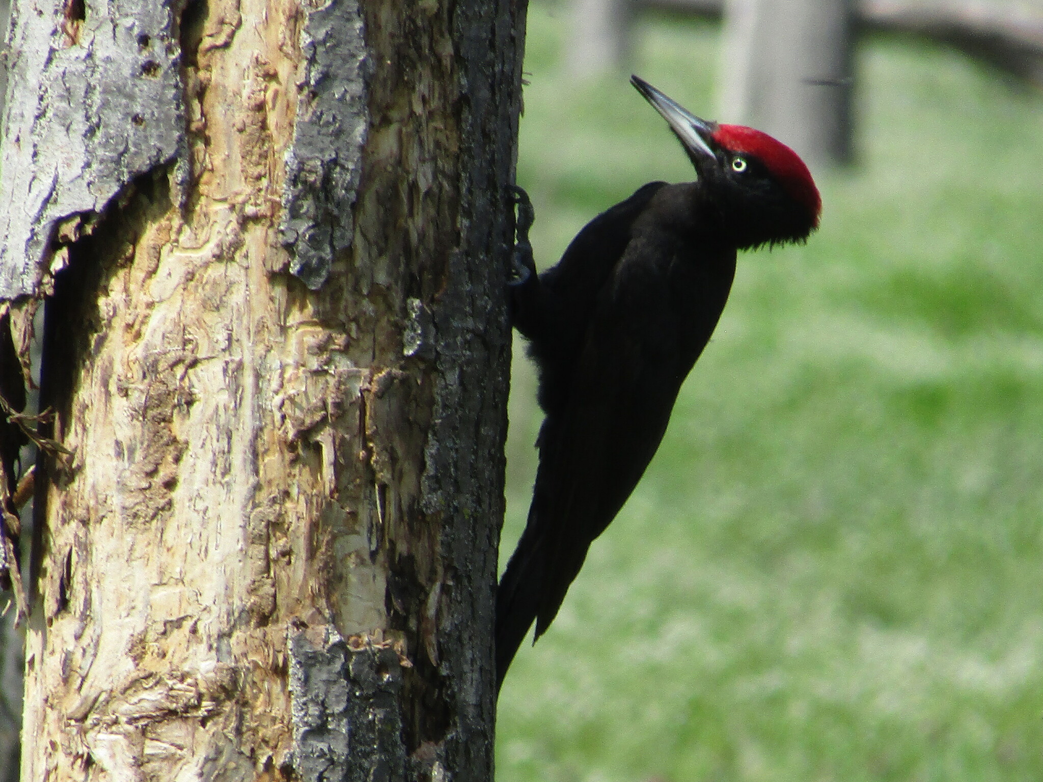 Black Woodpecker (Dryocopus martius)