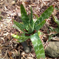 Aloe