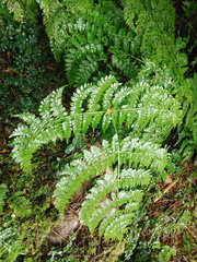 Dryopteris paleolata
