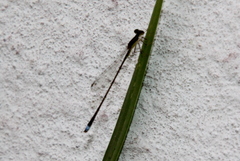 Argentagrion ambiguum