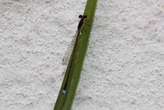 Argentagrion ambiguum