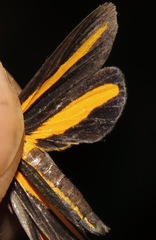 Dioptinae