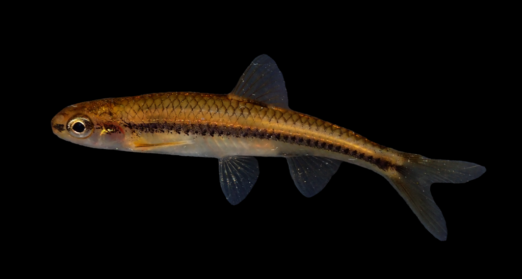 Swallowtail Shiner