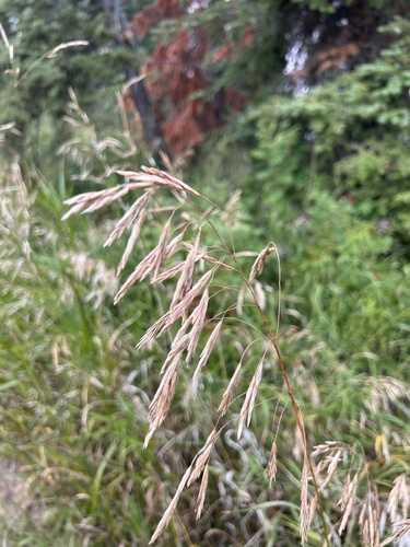 Smooth Brome