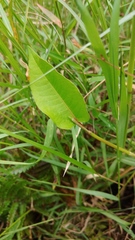 Persicaria muricata