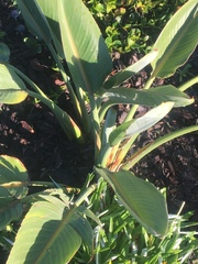 Strelitzia reginae reginae