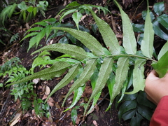 Cyrtomium devexiscapulae