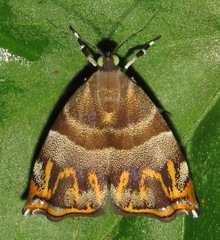 Ornarantia ophiodesma