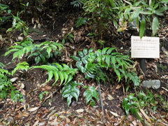 Cyrtomium devexiscapulae