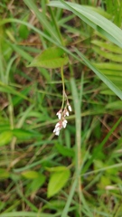 Persicaria muricata