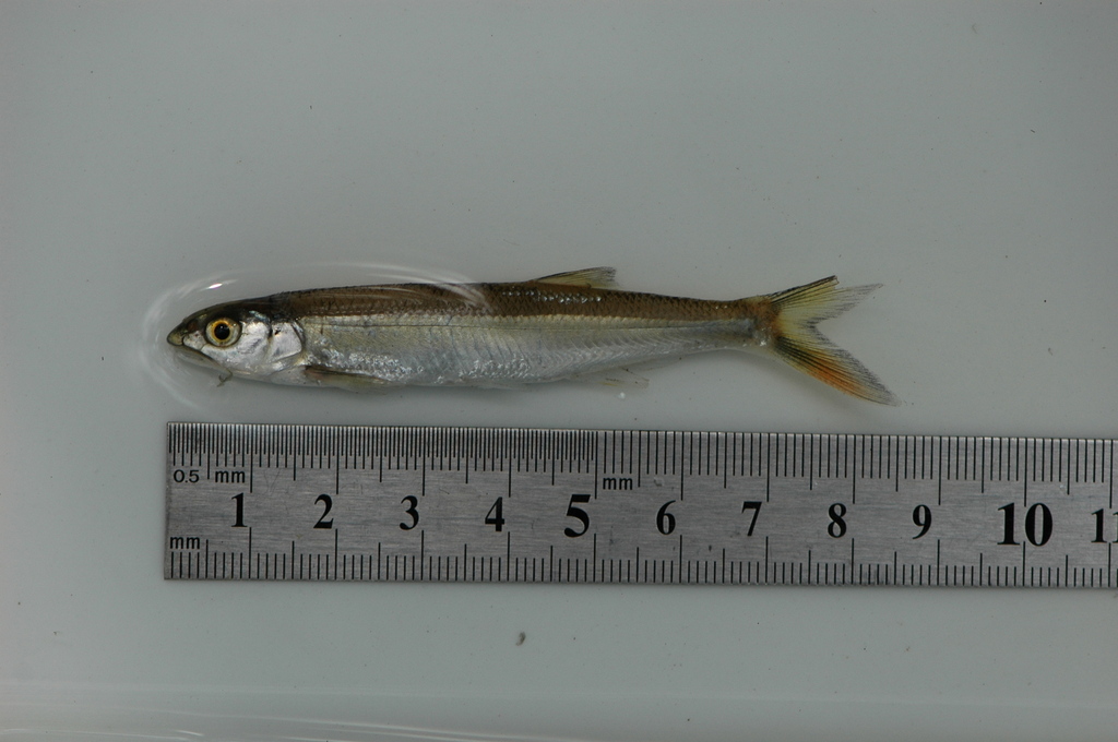 Scarcies minnow (Raiamas scarciensis) — Cyprinidae