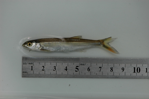 Scarcies-karperzalm (Raiamas scarciensis) — Cyprinidae