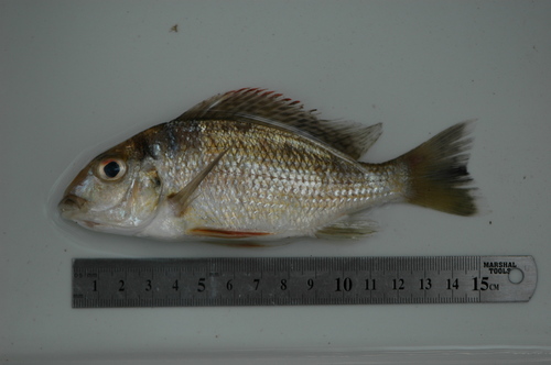 Upper Guinea tylochromis (Tylochromis leonensis) — Cichlidae — 2