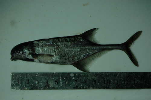 Thomas's elephantfish (Marcusenius thomasi) — Mormyridae