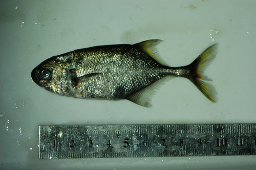Leveque's elephantfish (Petrocephalus levequei) — Mormyridae