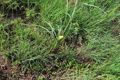 Hypoxis acuminata