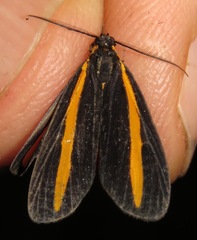 Dioptinae