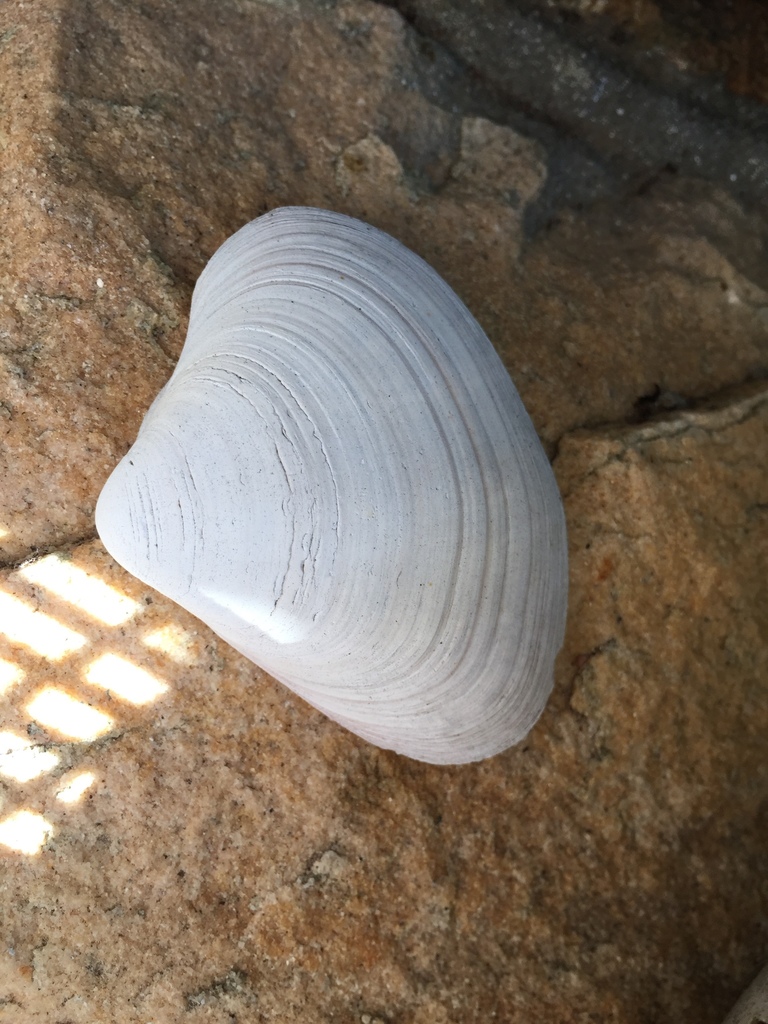 Gastraninae