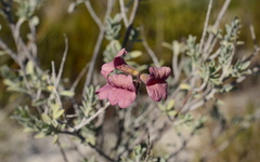 Salvia lanceolata