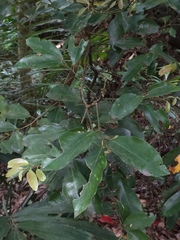 Cryptocarya concinna