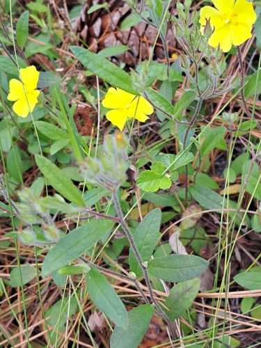 Image of Carolina Rockrose (Crocanthemum carolinianum) by no rights reserved