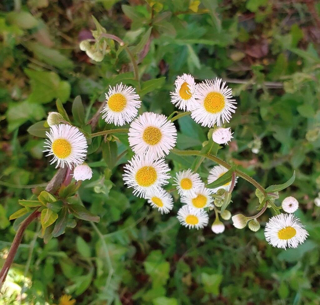 Philadelphia Fleabane Tea Benefits