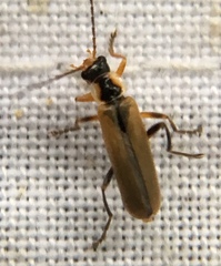 Cantharis decipiens