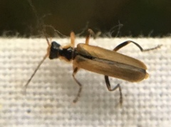 Cantharis decipiens