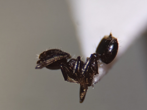 Crematogaster curvispinosaCrematogaster curvispinosa
