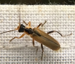 Cantharis decipiens