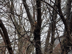 Turdus migratorius image