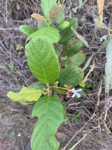 Wild guave (Guettarda scabra)