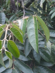 Senna viarum