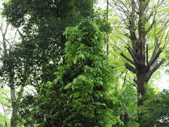 Stauntonia hexaphylla