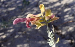 Salvia lanceolata