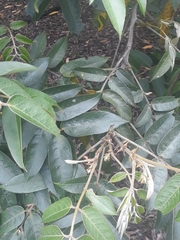 Senna viarum