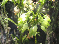 Erica urna-viridis