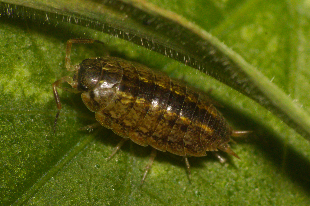 Balloniscidae