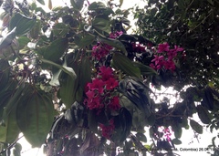 Meriania nobilis