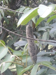 Senna viarum