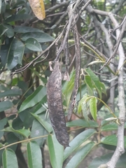 Senna viarum