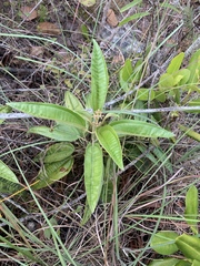 Miconia bicolor