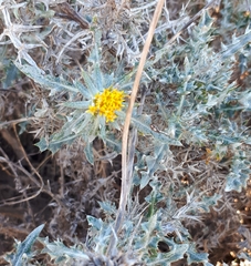 Berkheya carlinifolia
