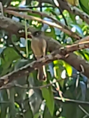 Cuban Pewee