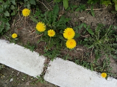 Taraxacum officinale