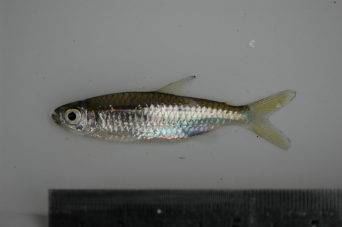Noordelijke zalmtetra (Rhabdalestes septentrionalis) — Alestidae — 3
