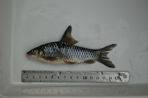 Wurtz's barb (Labeobarbus wurtzi) — Cyprinidae — 5